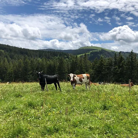 Am Schneeberg * Titisee-Neustadt