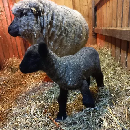 Am Schneeberg Apartment Titisee-Neustadt